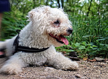 Bichon Frise, Hund, Kopf, Bichon, Hund, Kopf, Porträt, Haustier, Beachtung, Weiß, Gesicht, schließen