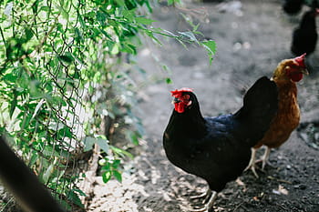 granja, animales, gallina, pollo, perrera, gallinero, aldea, rural, pájaro, pollo - Aves, agricultura