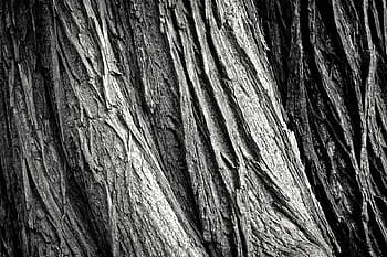 closeup, gray, tree trunk, tree, tree bark, log, nature, tribe, wood, bark, forest