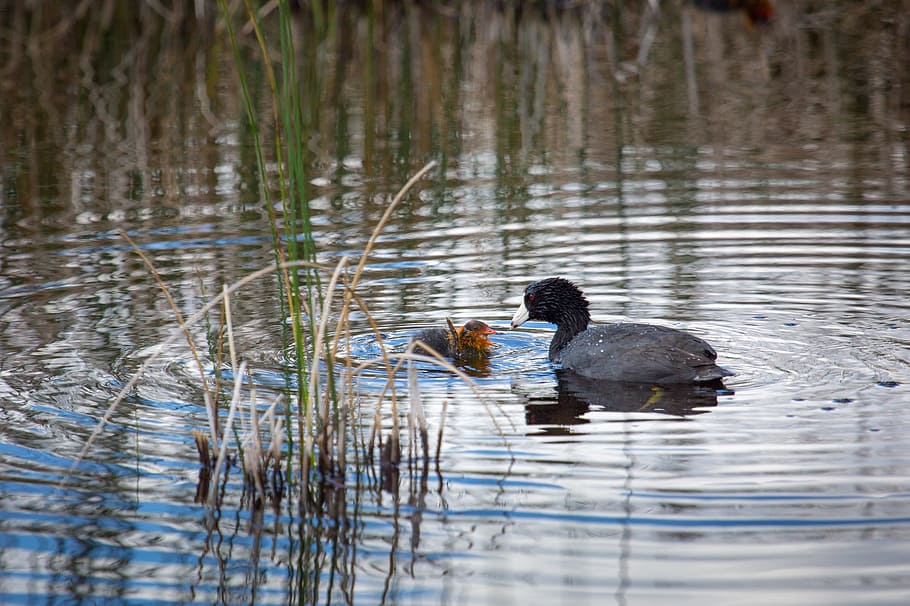 americký lyska, rybník, voda, kuřátko, volně žijících živočichů, ptáků, Příroda, jezero, mladý, vodní ptáci, odraz