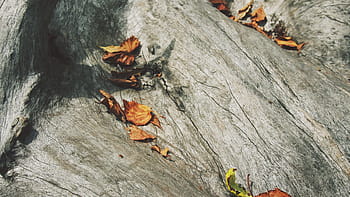 hnědý, šedá, listy, oranžový, dřevo, Příroda, dřevo - materiál, zvíře, hmyz, makro, detail