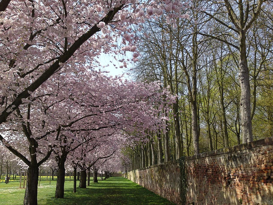 green, grass field, cherry, blossom, trees, green grass, cherry blossom trees, schlossgarten, landscape, nature, holiday