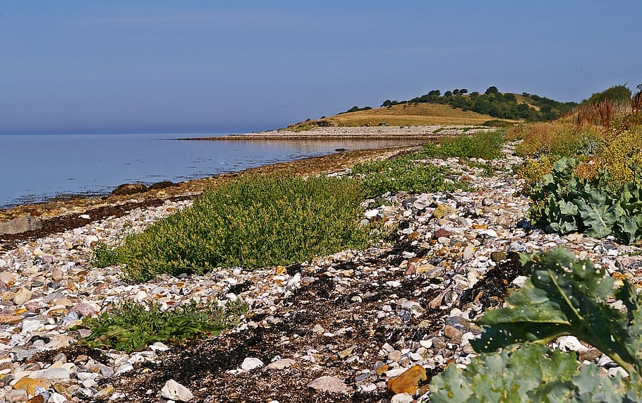Δανία, δανική ακτή, νησί, fyns hoved, Βαλτική θάλασσα, δανική βαλτική, δανική βαλτική παραλία, κοχύλια μυδιών, μύδια οστρακοειδών, δανική παραλία, θαλάσσιος