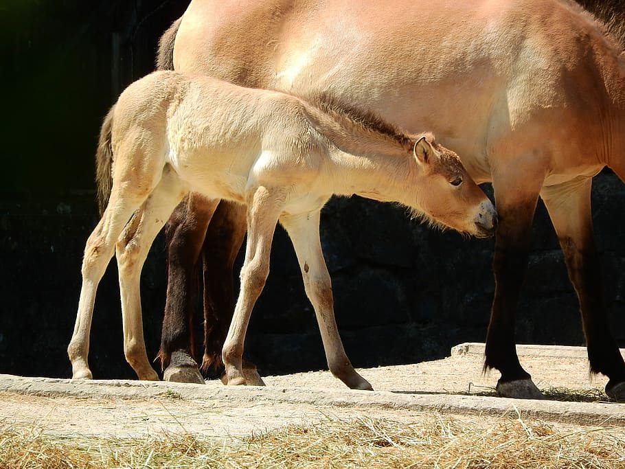 przewalski, kůň, kůň przewalského, equus przewalskii, divocí koně, pražské zoo, mongolský kůň, takhi, hříbě, zvíře, zvířat