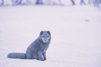 pelo corto, grigio, lupo, superiore, la neve, Volpe, animale, natura, inverno, un animale, temperatura fredda