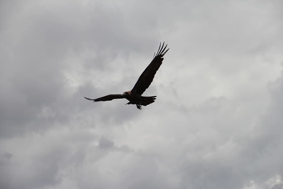 silhouette, flying, hawk, cloudy, sky, daytime, bald eagle, skies, crow, raven, bird
