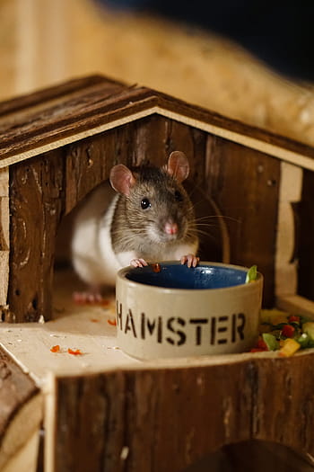 Rat, Color, Sweet, Smart, Rodent, color rats, nager, animal, ears, mammal, fur