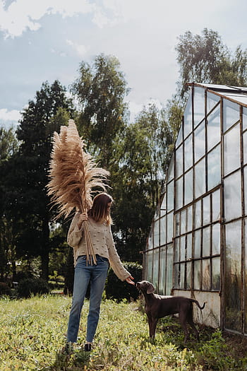 grama dos pampas, pampas, grama, natureza, seco, mulher, fêmea, cão, estufa, outono, Polônia