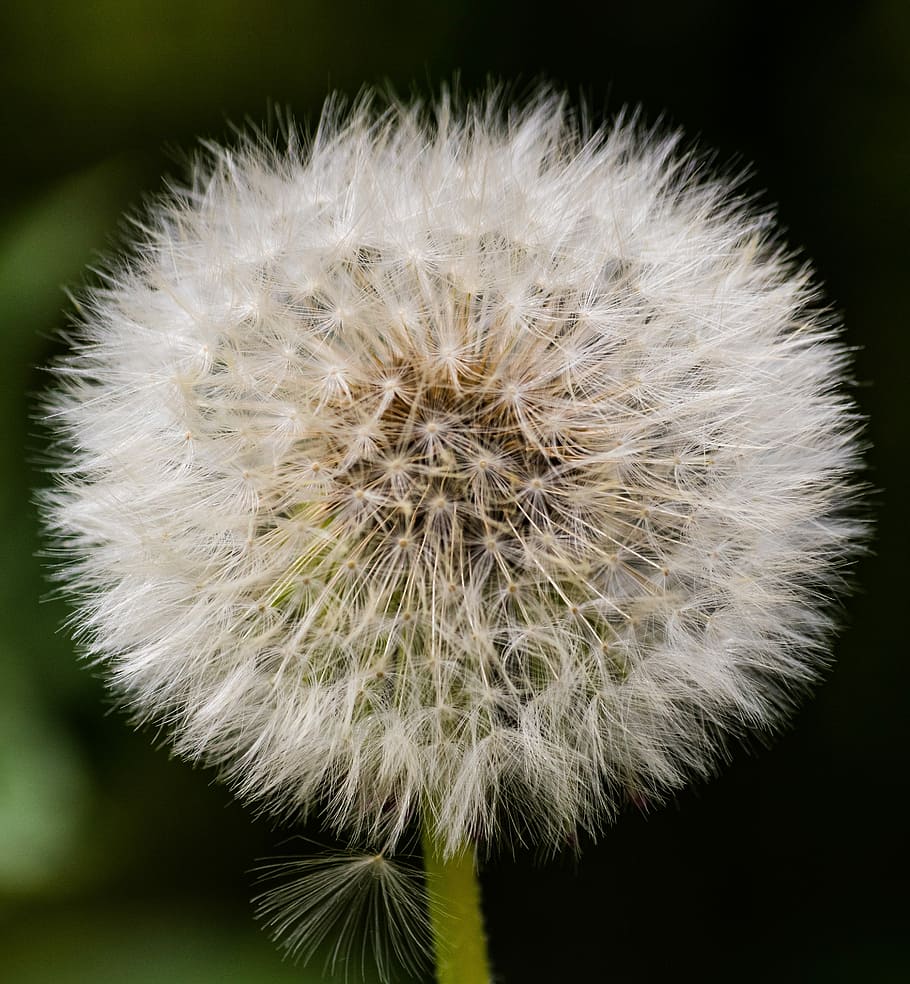 dandelion, seeds, natural, fluff, summer, withers, frøstand