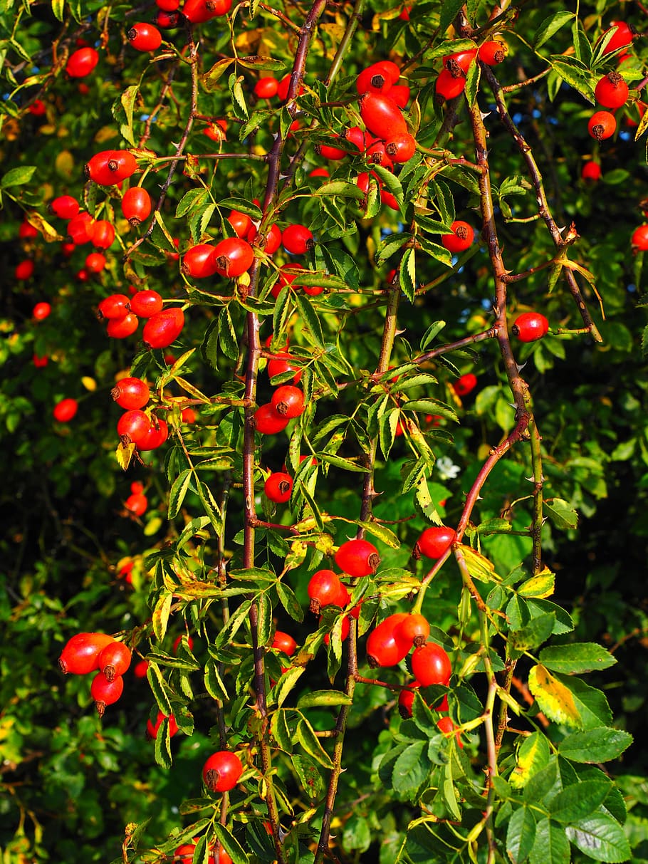 rose hip, fruit, red, wild rose, plant, sammelfrucht, dog rose, bush, roses, rosa canina, haegen