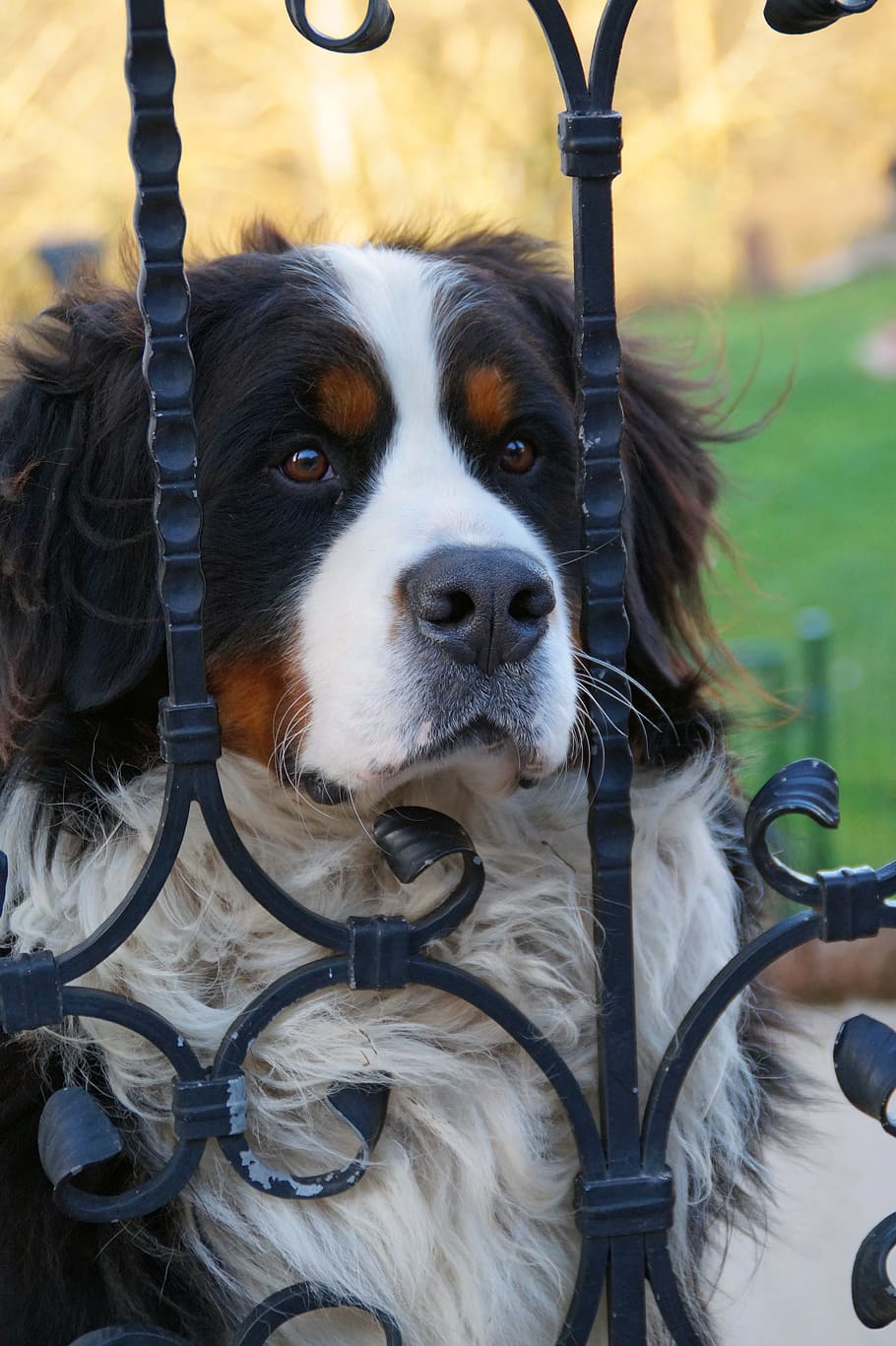 Pes, zvířat, domácí zvíře, zvíře, canidae, závod, pastýř, pejsek