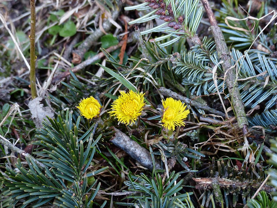 Tussilago Farfara, Flower, Blossom, bloom, yellow, tussilago, composites, asteraceae, spring flower, early bloomer, medicinal plant