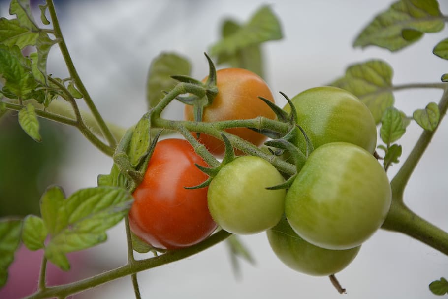 rajčata, červená zelená, zelená, větev, Červené, zelená, větev, Cherry rajče, Příroda, rostlina, květiny, zelenina