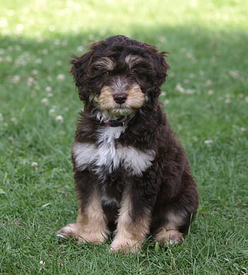 štěně, mladý, Pes, aussiedoodle, mladý pes, roztomilý, malý, hybridní, aussiepoo, domácí mazlíčci, tráva