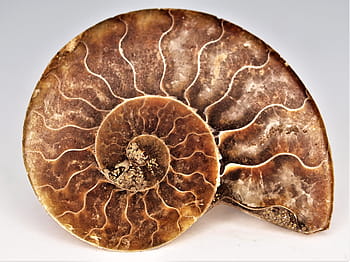 hnědý nautilus shell, plocha počítače, amonit, fosilní, klenot, přírodní