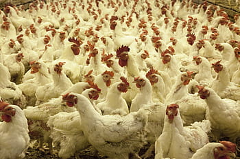 brood, white, bantam rooster, poultry farm, chickens, agriculture, animals, eggs, rural, birds, domestic