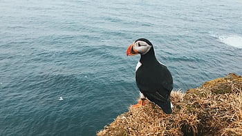 puffin, pták, zvíře, moře, oceán, Příroda, vlna, zobák, tráva