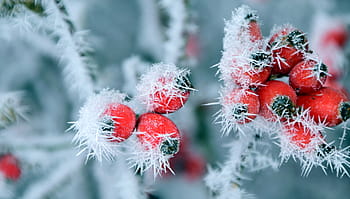 red, fruit, green, leaf plant, rose hip, frost, winter, wintry, cold, frozen, on frozen
