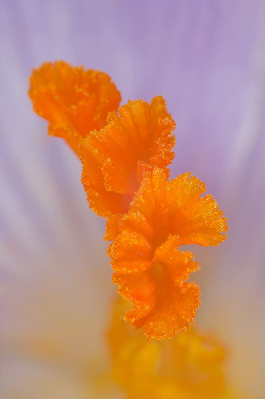 nachový, oranžový, crocus květina makro fotografie, tyčinka, šafrán, fialový, květ, makro, Příroda