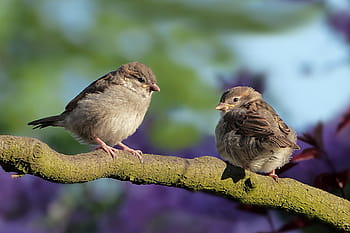 két, barna, madarak, felső, faág, nappal, állat, madár, veréb, Sperling, passer domesticus