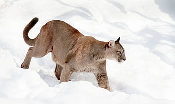 hnědý, chůze, sníh, Puma, horský lev, kočka, velká kočka, dravec, zoo, nebezpečný, riziko