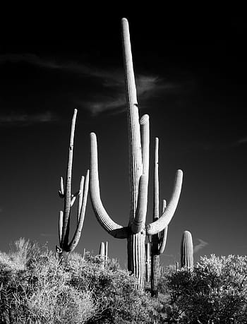 grayscale photo, cactus, surrounded, plants, sw, black and white, saguaro, desert, prairie, tucson, arizona
