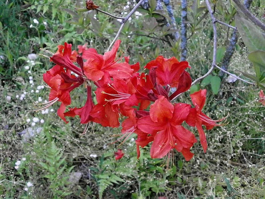 Azalea, Rosebay, in the early summer, early summer flowers, red flowers, flower, growth, nature, red, plant