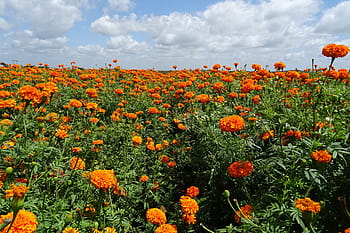 fiore, calendula, arancia, giallo, Genda, jhenduphool, gondephool, tagetes erecta, Asteraceae, flora, pianta