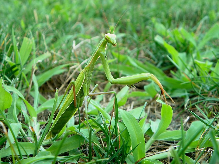 hmyz, mantis religiosa, mantis, náboženství, tráva, Příroda, zelená barva, rostlina, list, zemědělství, růst