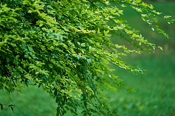 Pflanze, Baum, Grün, Natur, Hintergrund, Frühling, botanisch, aktuelle Saison, Garten, die blätter sind, Tag