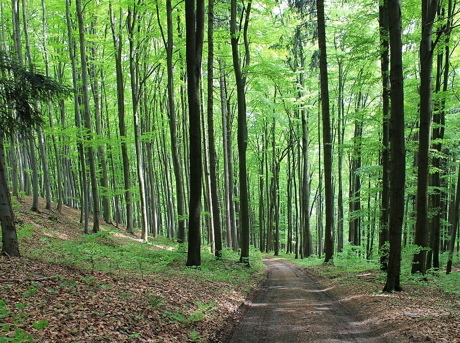 walkway, surrounded, trees, forest, path, forest road, green, bohemia, nature, deciduous tree, walk