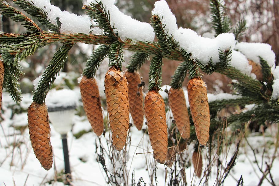 Snow, Winter, Pine Cones, christmas landscape, needles, tap, nature, tannenzweig, fir, branch, tree