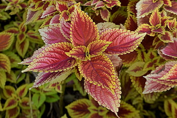 coleus plant, flower, flowerbed, colorful, yellow, red, pink, botanical, botany, bloom, coleus