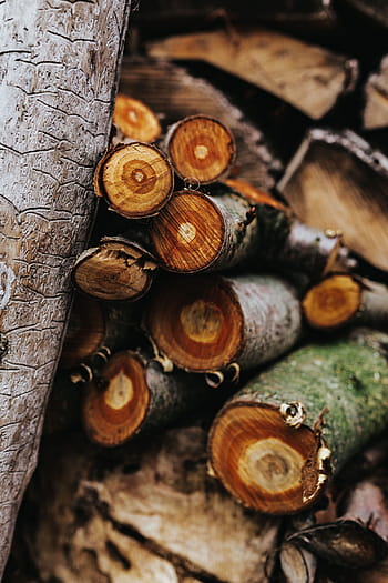 log kayu, Kayu, log, hutan, batang, Bahan - pohon, alam, coklat, Industri kayu, Batang pohon, close-up