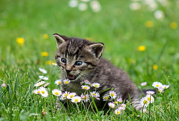 gray, tabby, kitten, top, green, grass lawn, kitty, cat, kid cat, domestic cat, animal