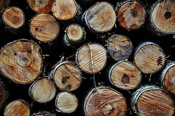 log kayu, Kayu, log, hutan, batang, Material - log, pohon, kayu bakar, coklat, latar belakang, alam