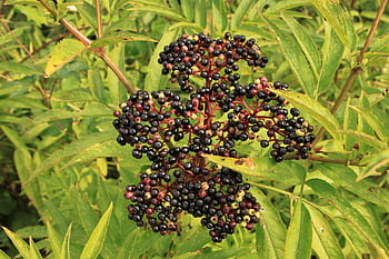 bobule, Černá, danewort, ebulus, starší, sambucus, ovoce, rostlin
