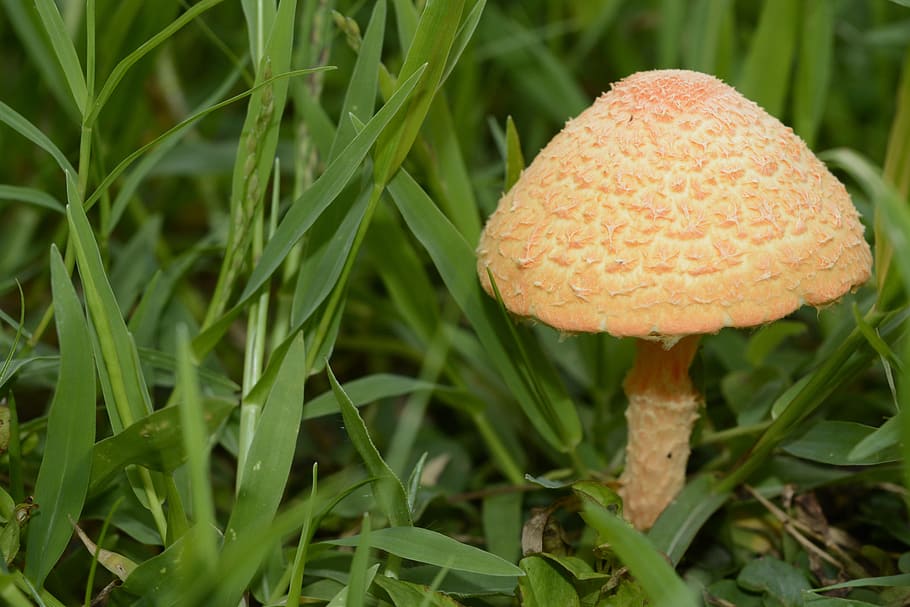 Nature Photography, Macro Photography, macro, nature, photography, natural, close, close up, mushroom, fungus, grass