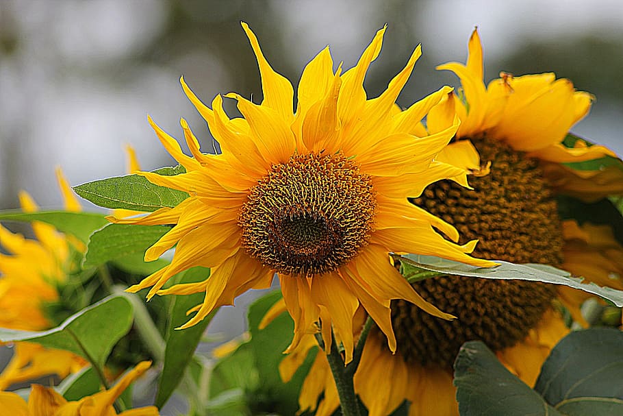 selective, focus photography, sunflower, helianthus, floral, plant, natural, blossom, bloom, petal, botanical