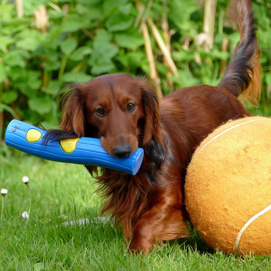 gravhund, Dachshund dog, hund, Spille, kæledyr, græs, et dyr, dyr, kigger på kameraet, ligger ned, husdyr