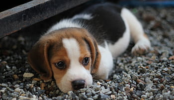 black, tan, white, beagle puppy, lying, gravel, brown, beagle, puppy, dog, animals