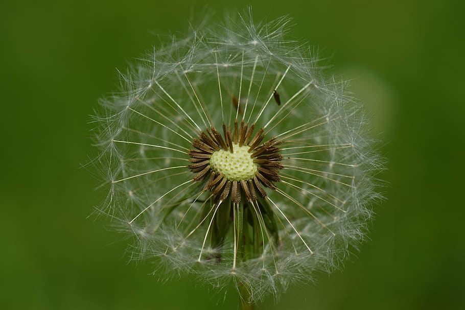 dandelion, wind, nature, seeds, plant, spring, flower, close, pointed flower, meadow, common flight