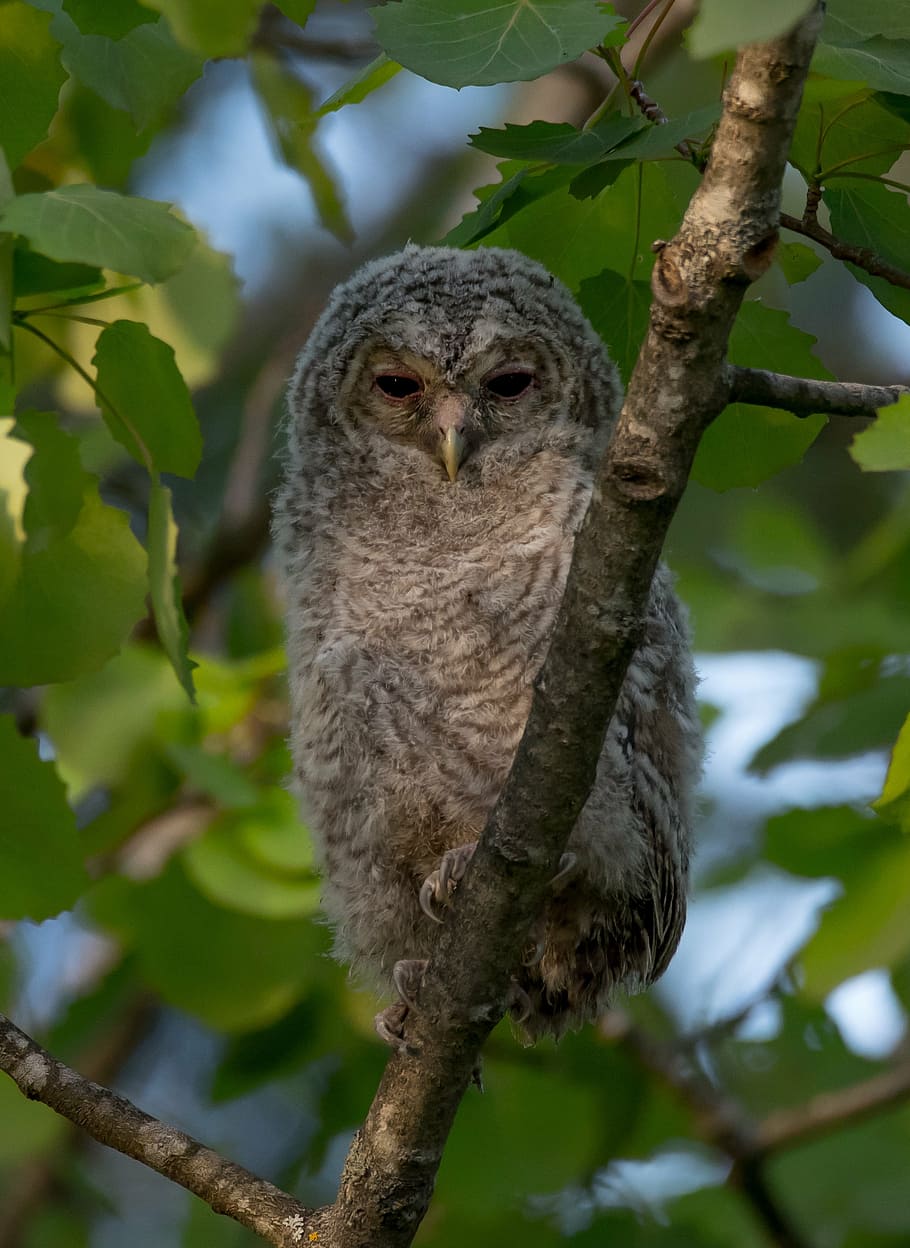 sova, tawny owl, kattugle, pták, zvířat, povaha, jaro, dítě, kuře, volně žijících živočichů, Příroda