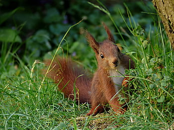 rosso, scoiattolo, verde, campo d'erba, animale, sciurus vulgaris, mammifero, roditore, giovane, carina, Attenzione