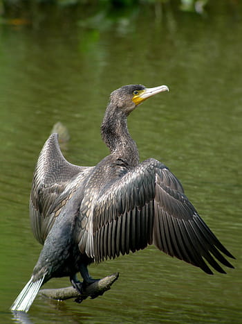 grande cormorano, uccelli, natura, phalacrocorax carbo, uccello, animali allo stato selvatico, un animale, fauna selvatica, temi animali