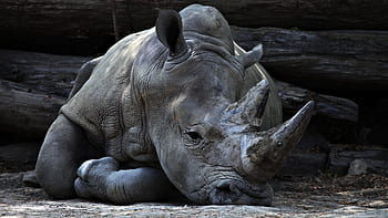 animals, mammals, rhinoceros, rhino, rest, lie, lay, horns, ground, dirt, soil