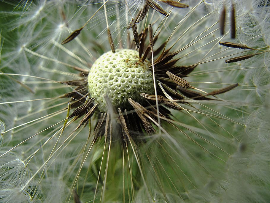 dandelion, flight screens, achaenen, infructescence, common dandelion, taraxacum sect, ruderalia, taraxacum, milk herbal, latex, composites