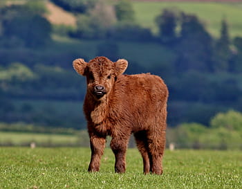 brown, yak cab, field, calf, cow, cattle, farm, highland cow, grass, animal, one animal