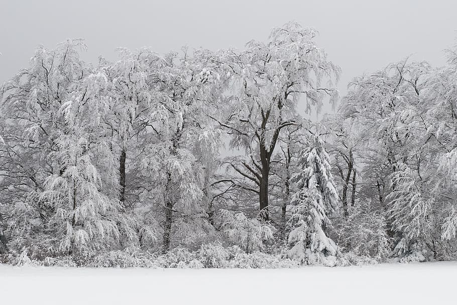 stromy na sněhovém poli, les, zimní, zasněžený, zimní magie, stromy, sníh, Příroda, strom, teplota za studena, krajina