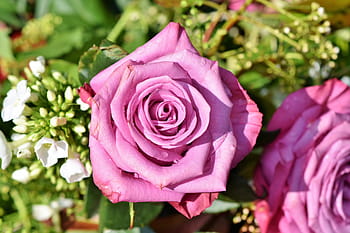 pink rose flower, rose, rose bloom, pink rose, garden, beautiful, blossom, bloom, romantic, flower, plant